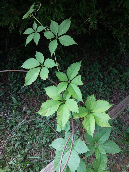 Pflanzenbild gross Gewöhnliche Jungfernrebe - Parthenocissus inserta
