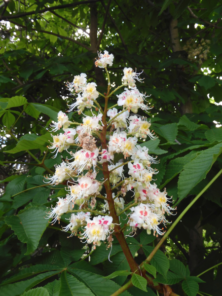 Pflanzenbild gross Rosskastanie - Aesculus hippocastanum