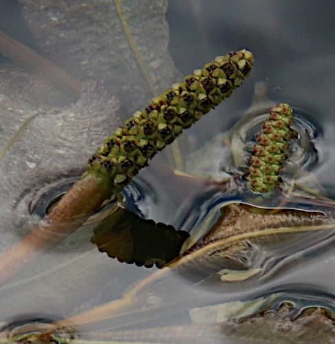 Pflanzenbild gross Glänzendes Laichkraut - Potamogeton lucens
