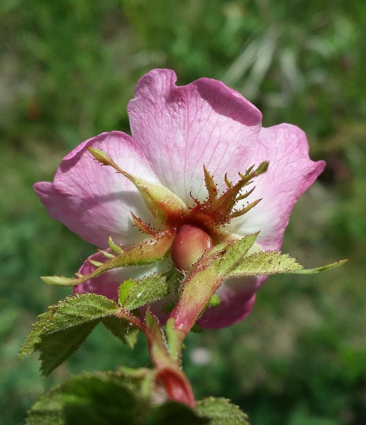 Pflanzenbild gross Wein-Rose - Rosa rubiginosa