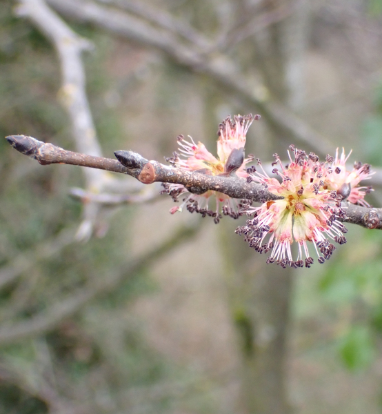 Pflanzenbild gross Berg-Ulme - Ulmus glabra