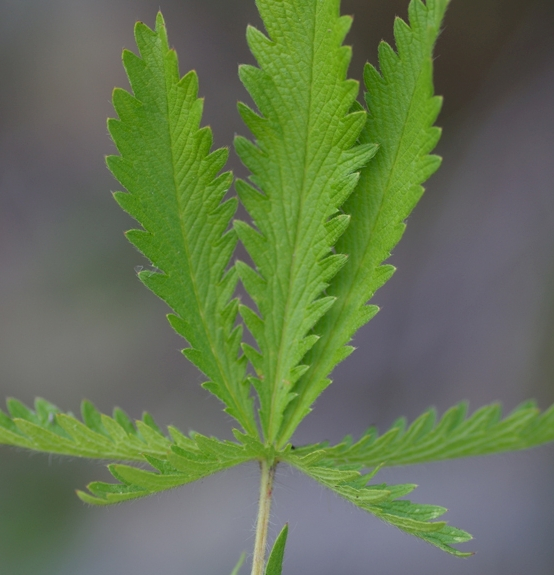 Pflanzenbild gross Hohes Fingerkraut - Potentilla recta