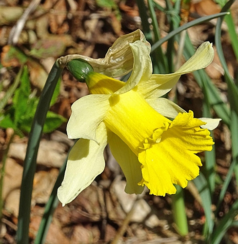 Pflanzenbild gross Osterglocke - Narcissus pseudonarcissus