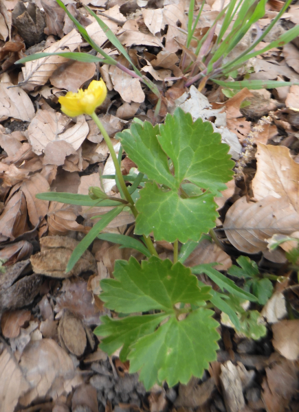 Pflanzenbild gross Gold-Hahnenfuss - Ranunculus auricomus aggr.