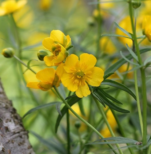 Pflanzenbild gross Gold-Hahnenfuss - Ranunculus auricomus aggr.