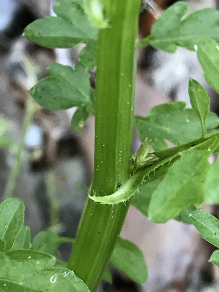 Pflanzenbild gross Spring-Schaumkraut - Cardamine impatiens