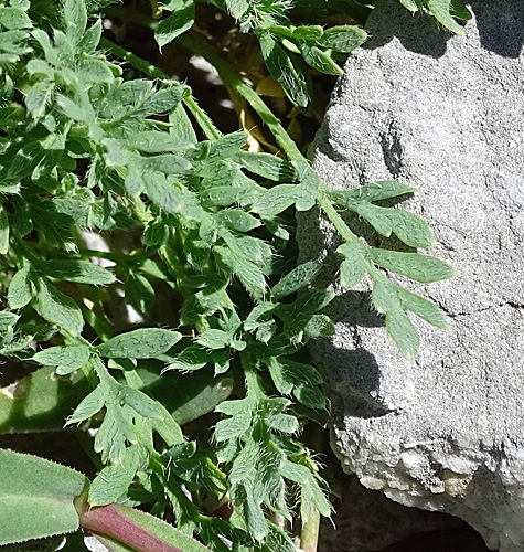 Pflanzenbild gross Sendtners Alpen-Mohn - Papaver sendtneri