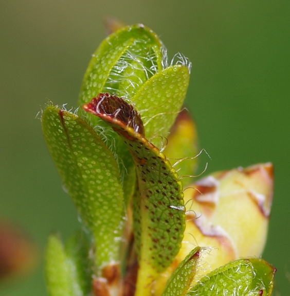 Pflanzenbild gross Bewimperte Alpenrose - Rhododendron hirsutum