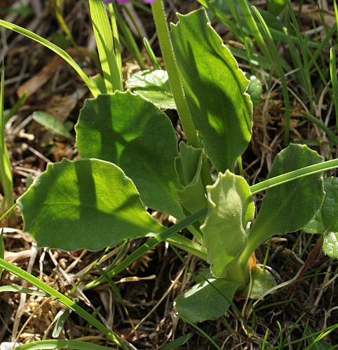 Pflanzenbild gross Breitblättrige Primel - Primula latifolia