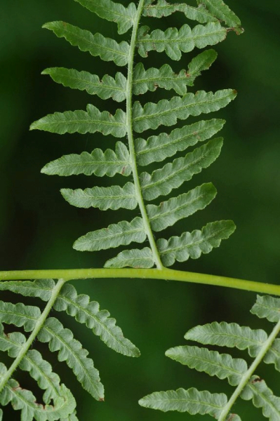 Pflanzenbild gross Adlerfarn - Pteridium aquilinum