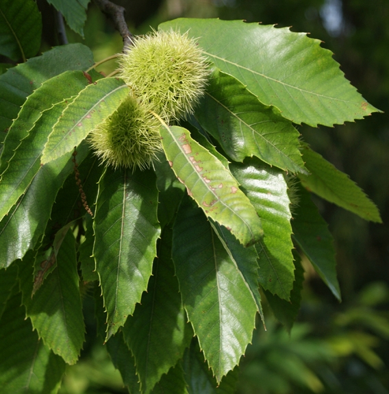 Pflanzenbild gross Edel-Kastanie - Castanea sativa