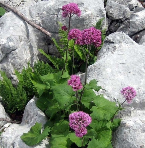 Pflanzenbild gross Grauer Alpendost - Adenostyles alliariae