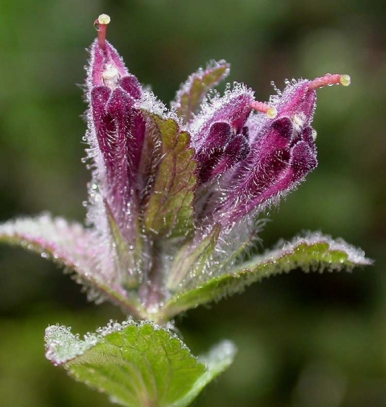 Pflanzenbild gross Alpenhelm - Bartsia alpina