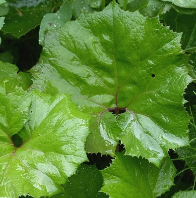 Pflanzenbild gross Rote Pestwurz - Petasites hybridus