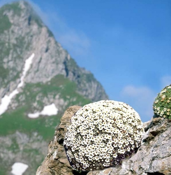 Pflanzenbild gross Schweizer Mannsschild - Androsace helvetica