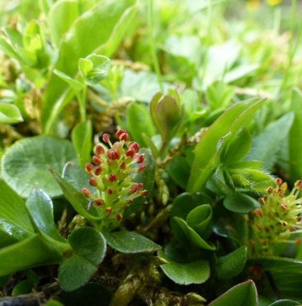 Pflanzenbild gross Quendelblättrige Weide - Salix serpillifolia