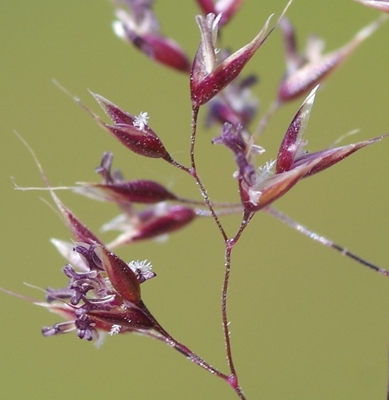 Pflanzenbild gross Alpen-Straussgras - Agrostis alpina