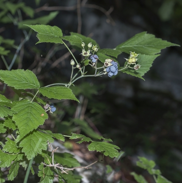 Pflanzenbild gross Blaue Brombeere - Rubus caesius