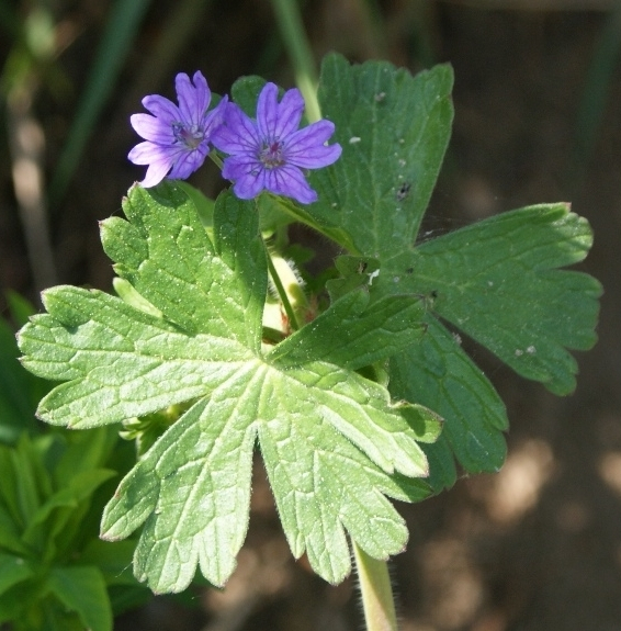 Pflanzenbild gross Pyrenäen-Storchschnabel - Geranium pyrenaicum