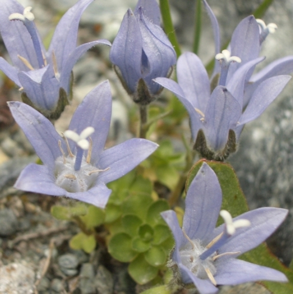 Pflanzenbild gross Mont Cenis-Glockenblume - Campanula cenisia