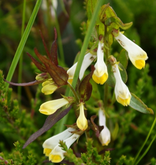 Pflanzenbild gross Wiesen-Wachtelweizen - Melampyrum pratense
