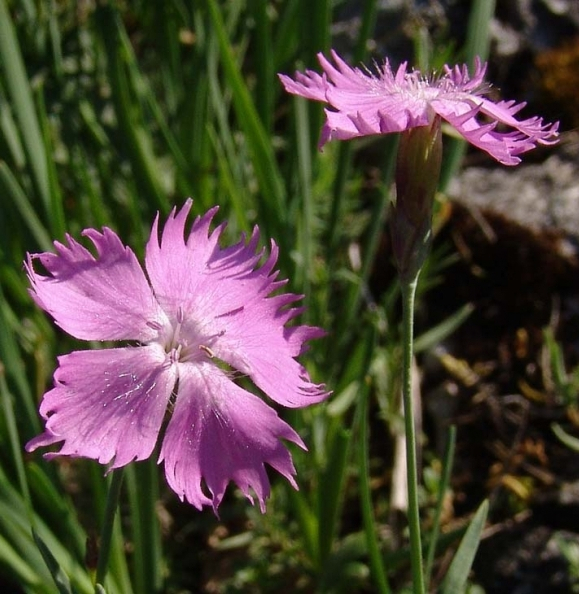 Pflanzenbild gross Grenobler Nelke - Dianthus gratianopolitanus