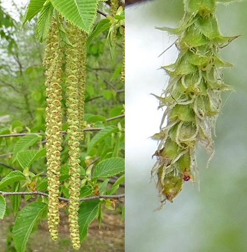 Pflanzenbild gross Hopfenbuche - Ostrya carpinifolia