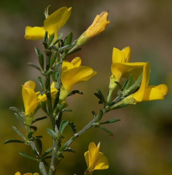 Pflanzenbild gross Behaarter Ginster - Genista pilosa