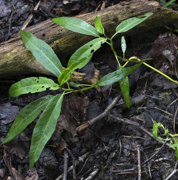 Pflanzenbild gross Sumpf-Knöterich - Polygonum amphibium