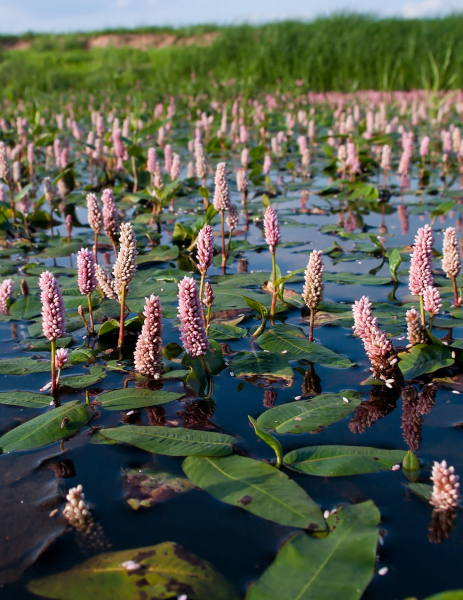 Pflanzenbild gross Sumpf-Knöterich - Polygonum amphibium