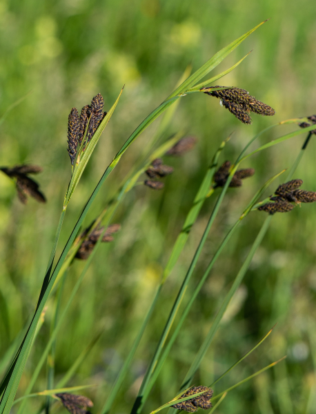 Pflanzenbild gross Trauer-Segge - Carex atrata