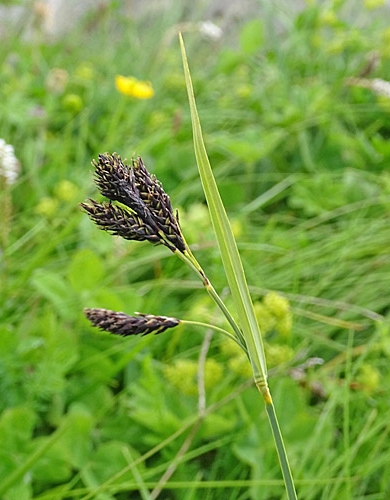 Pflanzenbild gross Trauer-Segge - Carex atrata