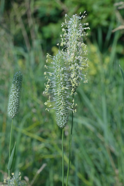 Pflanzenbild gross Wiesen-Lieschgras - Phleum pratense aggr.