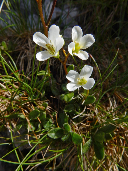 Pflanzenbild gross Zwerg-Gänsekresse - Arabis bellidifolia