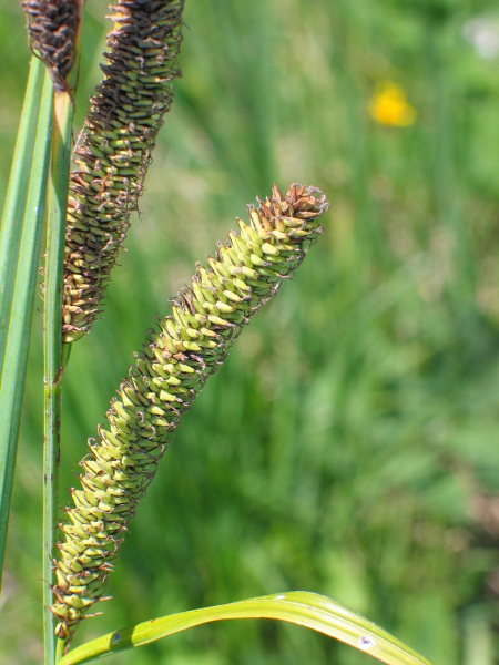 Pflanzenbild gross Scharfkantige Segge - Carex acutiformis
