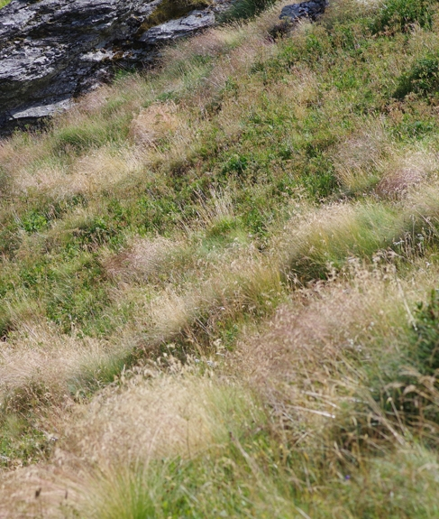 Pflanzenbild gross Bunt-Schwingel - Festuca varia aggr.