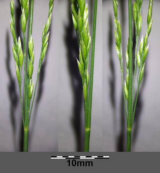 Pflanzenbild gross Hain-Rispengras - Poa nemoralis