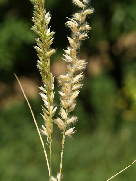 Pflanzenbild gross Wimper-Perlgras - Melica ciliata