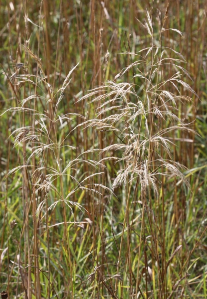 Pflanzenbild gross Acker-Windhalm - Apera spica-venti