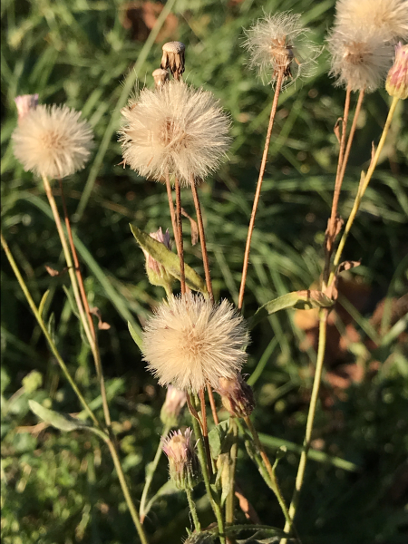 Pflanzenbild gross Scharfes Berufkraut - Erigeron acris