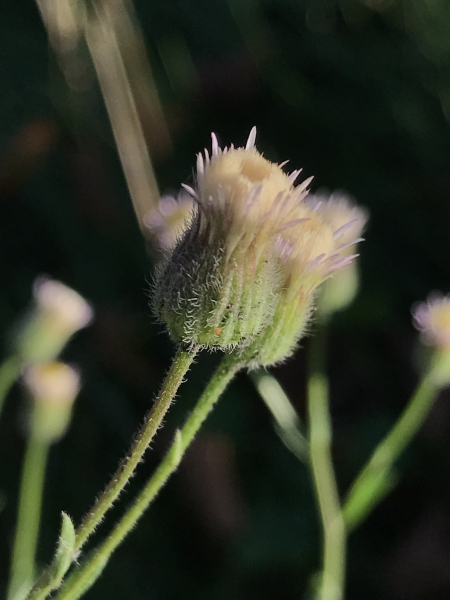 Pflanzenbild gross Scharfes Berufkraut - Erigeron acris
