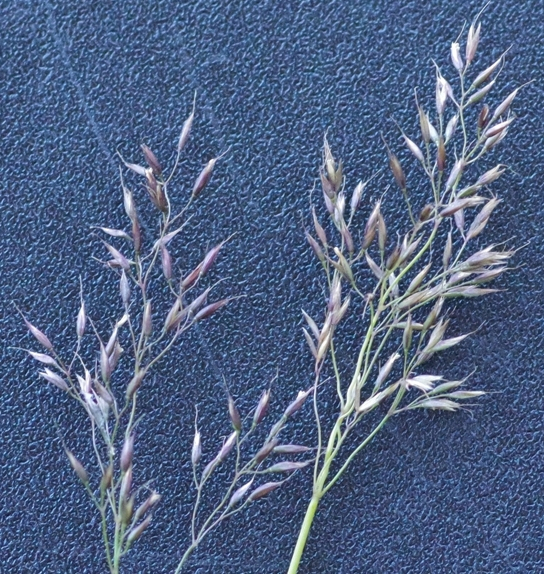Pflanzenbild gross Felsen-Straussgras - Agrostis rupestris