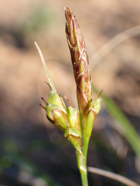 Pflanzenbild gross Hallers Segge - Carex halleriana