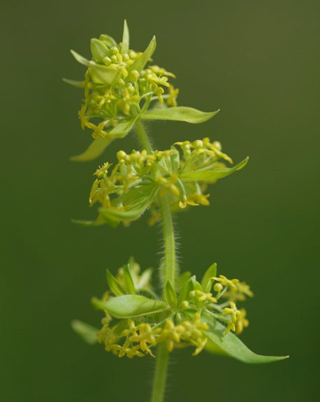 Pflanzenbild gross Behaartes Kreuzlabkraut - Cruciata laevipes