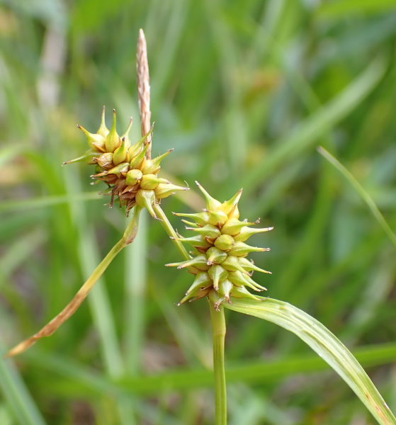 Pflanzenbild gross Gewöhnliche Gelbe Segge - Carex flava