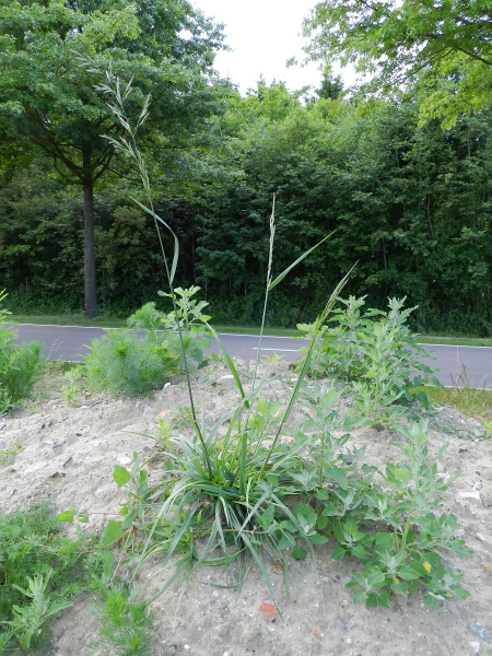 Pflanzenbild gross Rohr-Schwingel - Festuca arundinacea
