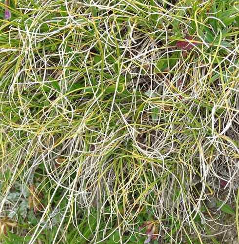 Pflanzenbild gross Krumm-Segge - Carex curvula