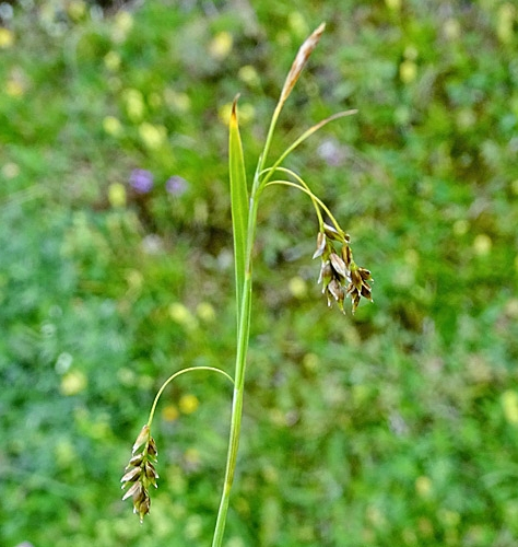 Pflanzenbild gross Haarstielige Segge - Carex capillaris