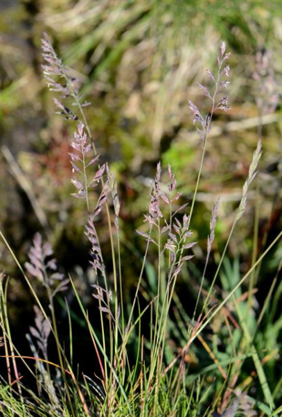 Pflanzenbild gross Schaf-Schwingel - Festuca ovina aggr.