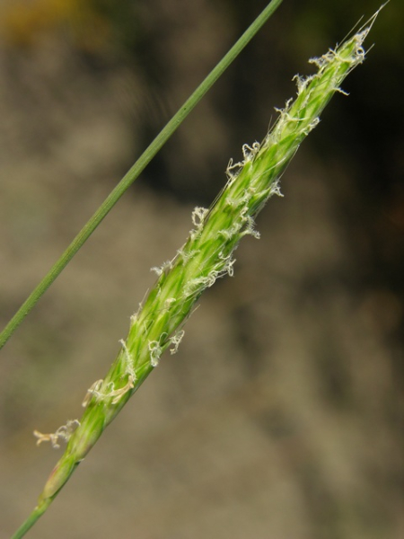Pflanzenbild gross Acker-Fuchsschwanz - Alopecurus myosuroides